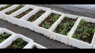 О рассаде,  где купить, какую рассаду, когда сажать, импорт или местная.