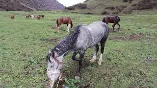 ЖАРАТЫЛЫШТЫ КАРАГЫЛА КӨЗ КУБАНДЫРАТ
