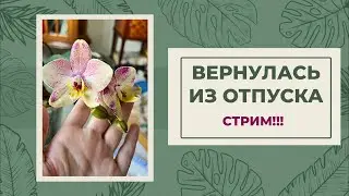 Не было дома 2 недели | Что с орхидеями?!