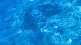 Eagle rays at Bushy East
