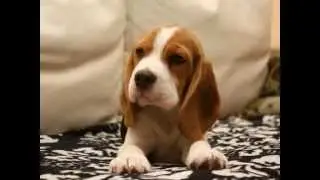 Spotty - video BD