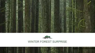 Winter Forest Surprise