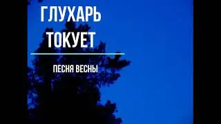 глухарь на току