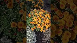 Воспоминания о теплых днях.#цветы#аллисуи