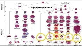 основные показатели крови