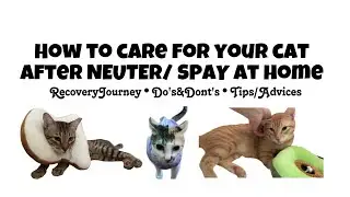 Cat Neuter / Spay Post-Operative Care At Home For A Smooth Recovery