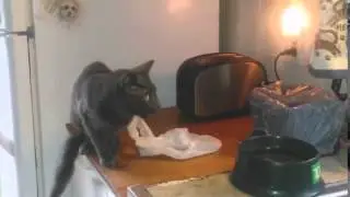 Kot Katapulta