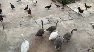 Giving Rice to Chickens and Geese
