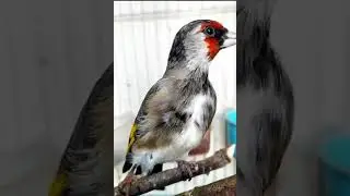 Необычный щегол / beautiful goldfinch / carduelis carduelis