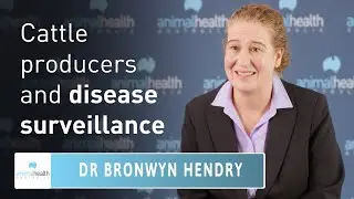 Australian cattle producers and animal health surveillance 🐄🔍 Animal Health Australia