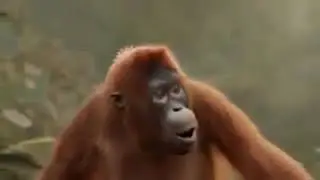 Monkey tamil whatsapp status