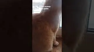 Тигруля ловит птичку глазами😼😁 