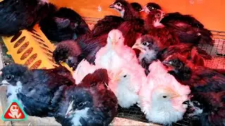 Chickens 2023. Australop, Leghorn, Broiler, Plymouth