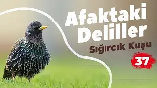 Afaktaki Deliller 37: Sığırcık Kuşu (Türkçe Altyazılı)