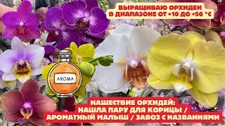 Orchids: Which One Are We Taking Home? / A Crazy Review with Names