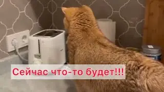 Хоп!!! #смешныекоты #приколысживотными #cat #animals #котыприколы #happy #кошка #ржунемогу