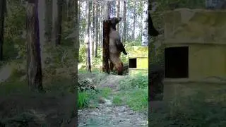 Чесалка для медведя. 
