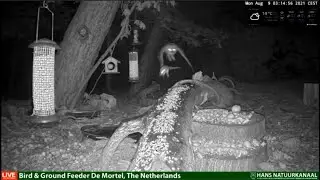 The owl missed and did not catch the mouse/Сова прилетела, мыши попрыгали😉