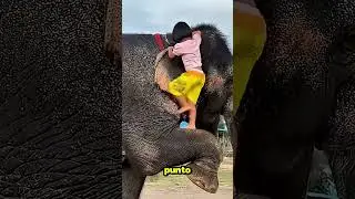 Este elefante hizo algo inesperado 🐘👀 
