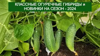 Семена каких огурцов буду сажать в сезоне 2024. Проверенные гибриды и новинки.