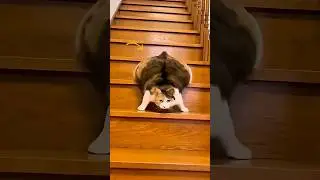 Bella is the most flexible cat in the world! 😻