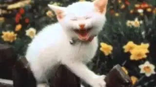 Пукание кошка