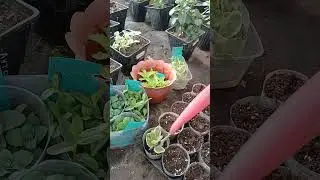 08.05.2025 г. Размножение очитков (седумов) разными способами.