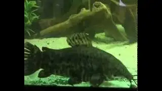 Сом таракатум