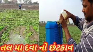 તલ મા દવા નો છંટકાવ||ઉનાળુ તલ નિ ખેતી||Sesame cultivation