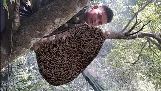 Harvesting wild beehives in the middle of the 2024 crop | Tropical Forest Bees