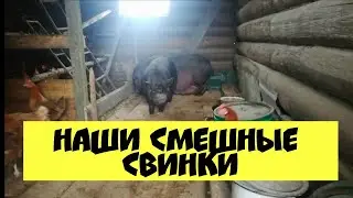 Смешные свинки🐖милые свиньи🐖