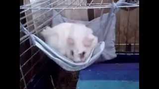 Морская свинка изучает гамак