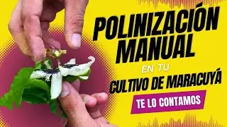 BENEFICIOS DE LA POLINIZACIÓN MANUAL🌼🫳