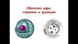 Оболочка ядра: строение и функции