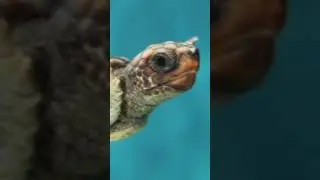 It's turtles time | tales of the wild & city