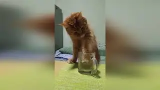 Кофейный котик