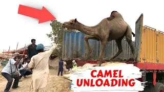 Camels Unloading at sohrab Goth Mandi 2021 | Beautiful Camel Qurbani | Bakra Eid 2021 | Camel dance