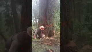 Wait for the epic split 😳 #short #shorts #shortvideo #shortsvideo #tree #fyp #trees #fypシ