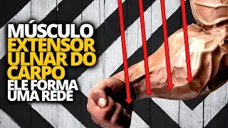 MÚSCULO EXTENSOR ULNAR DO CARPO