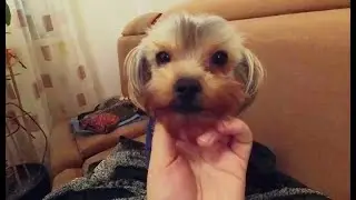 Текила покажи язык