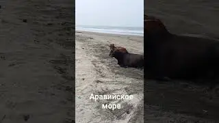 Индийский океан