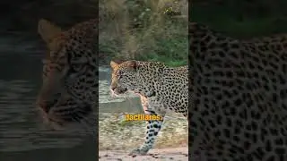 Leopardos, maestros del sigilo