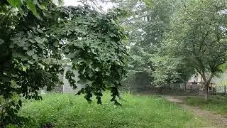 Yay yağışı İsmayıllı, Летний дождь в Исмайыллы.