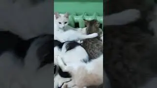 Здесь их не обидят и не выкинут.