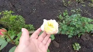 МОИ БУДНИ .