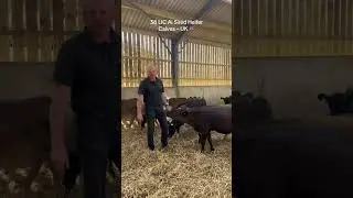 38 LIC Ai Sired Heifer Calves – UK 🇬🇧 #grasstomilk #farming