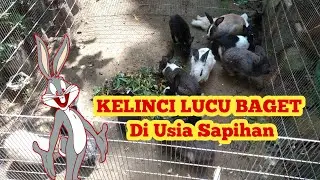 KELINCI LAGI LUCU LUCUNYA DI USIA SAPIHAN