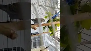 Кто поёт, кто грызёт 🌾#shorts