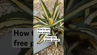 Want free plants? Look for pups! #freeplants #planttips #plants