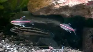 #Aquarium